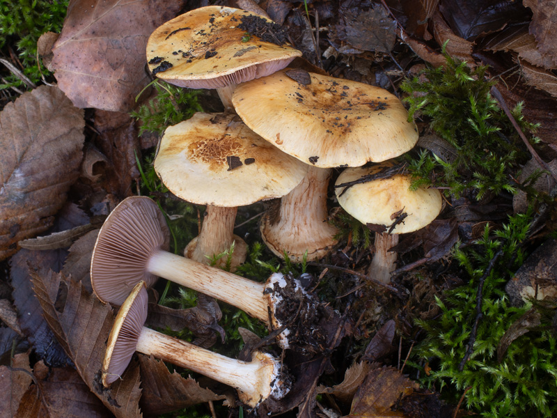 Cortinarius sublilacinopes